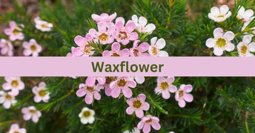 Waxflower